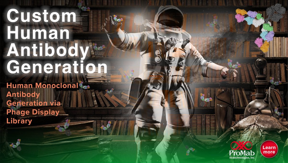 ProMabBiotech's tweet image. 🚀 💥 👏Need fully human antibodies against your antigen?  Let ProMab screen and isolate them from our advanced library! 👉🔗 Discover more: na2.hubs.ly/H010T6Y0 #AIinBiotech #AntibodyDevelopment #CARTCells #ProMabBiotech #BiotechInnovation