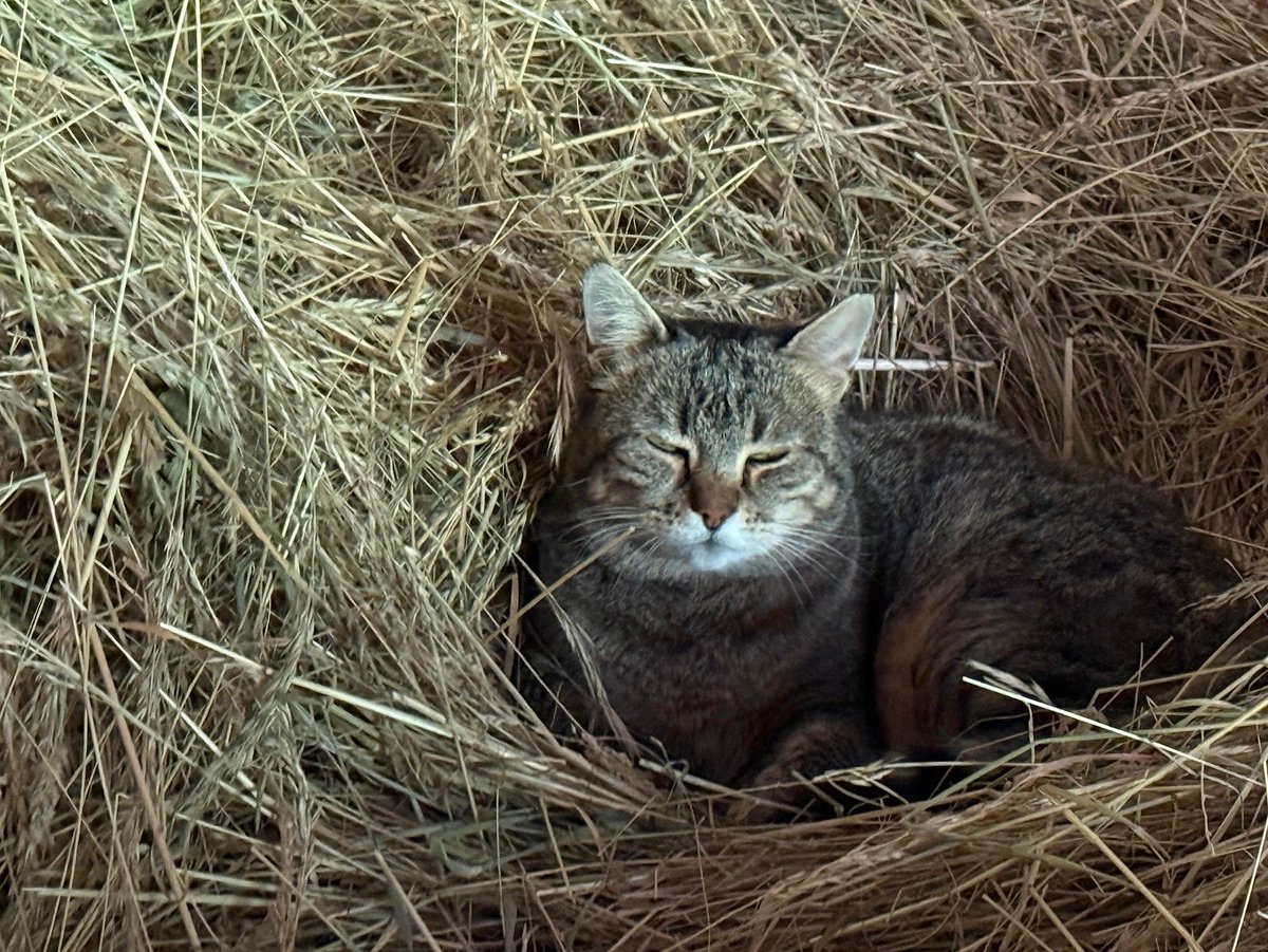 Pescegatti (@dfsc_10) on Twitter photo 