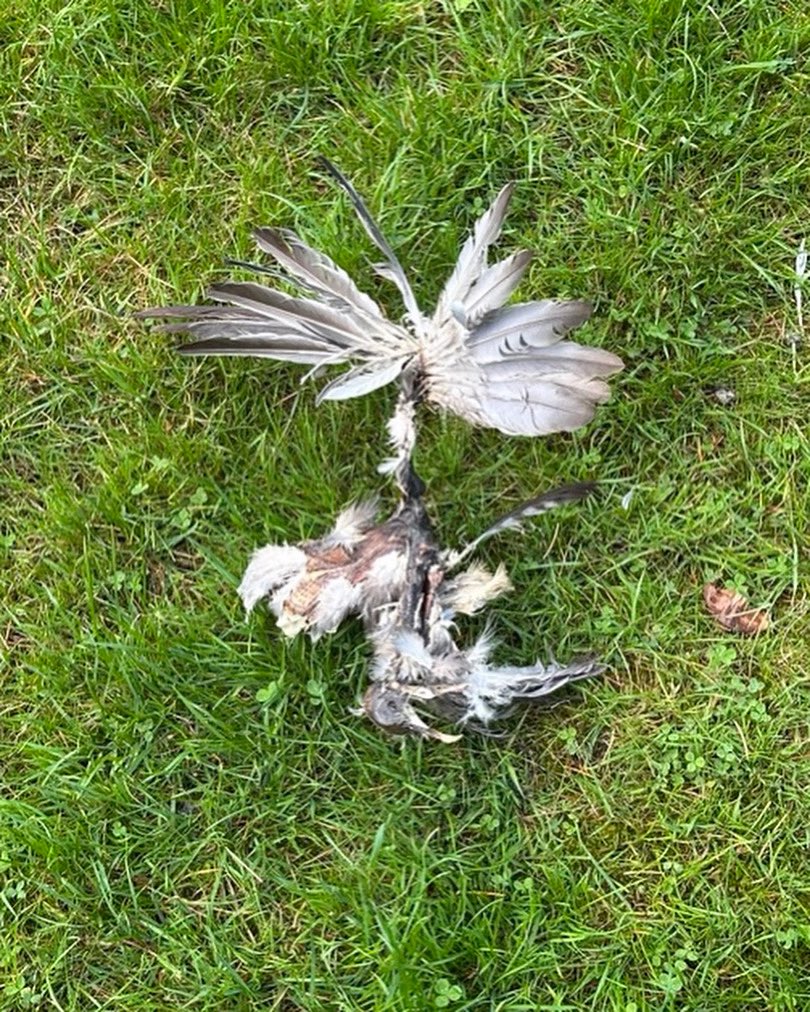 That moment when you’re mowing the lawn and this falls from the sky…