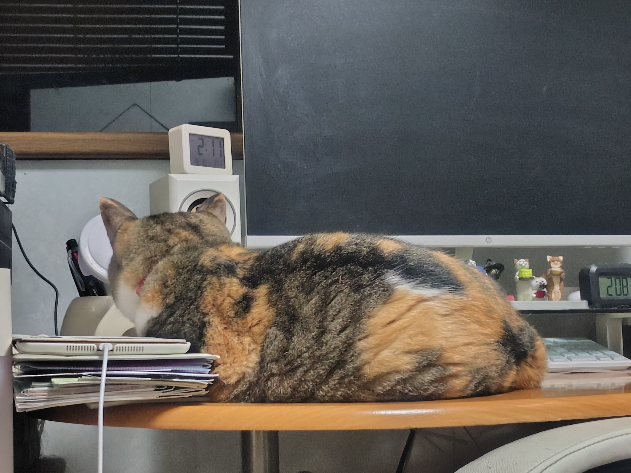 ウラシク　『取引猫様』 キジトラ10匹】猫ちがいでボスに威嚇され腰抜かす猫 - YouTube
