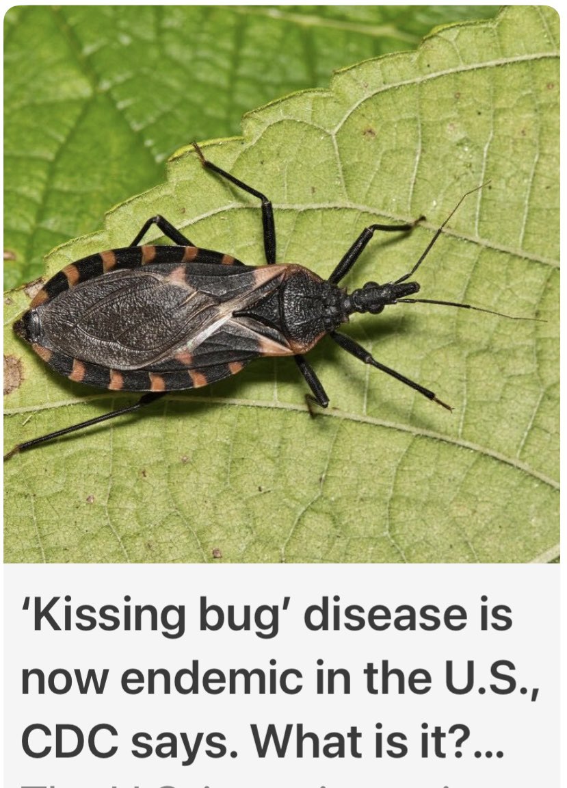 Ivan Mendoza tweet media