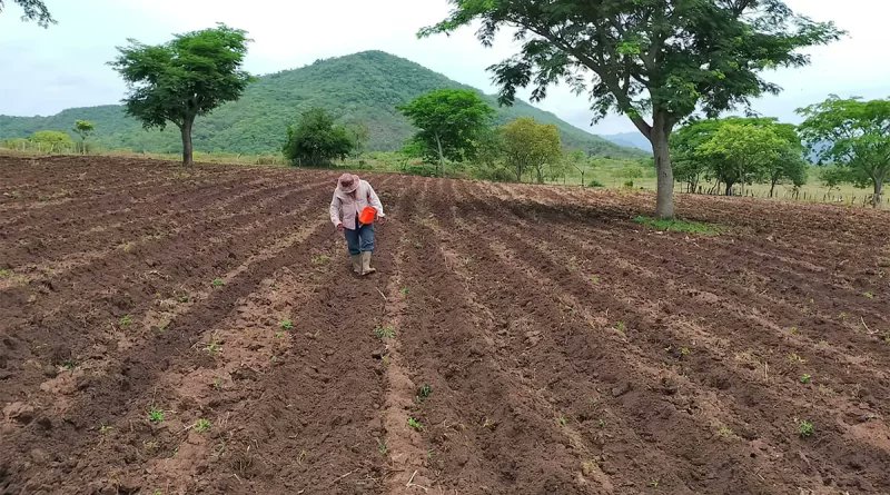 9 de septiembre, Día Mundial de la Agricultura.
Debemos rendir homenaje a las campesinas y los campesinos que nuestra Nicaragua Bendita y Siempre Libre, por ser la fuerza productiva prescindible para fortalecer nuestro modelo económico.