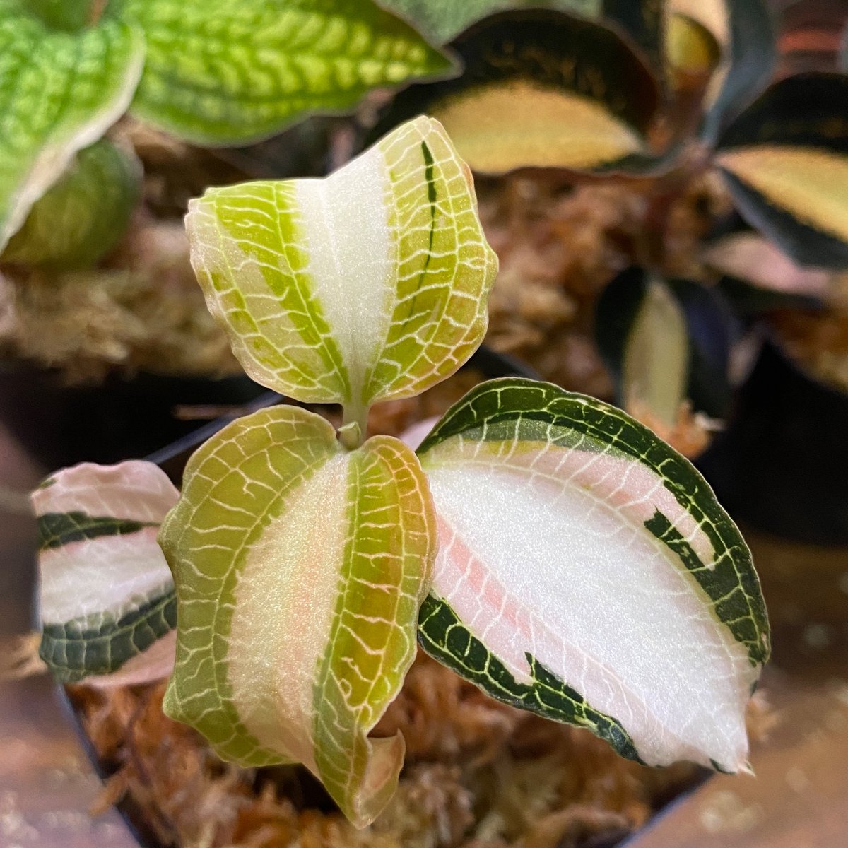 【植物地獄】 mantake (@mantake6) / Posts / X