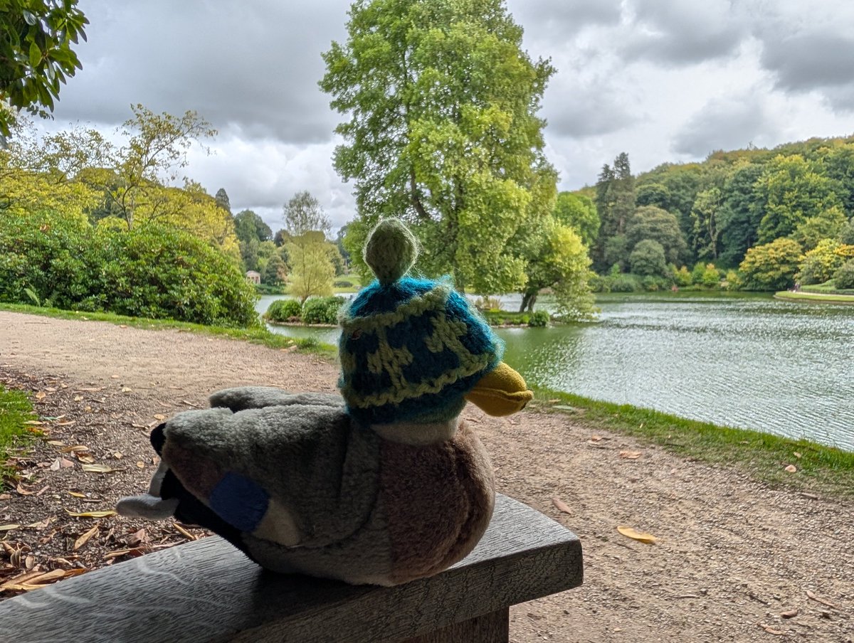 Mr Quacks tweet media