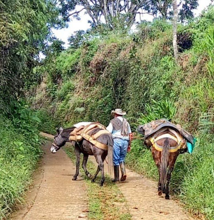En el #DiaMundialDeLaAgricultura contar a Colombia que en #Jericó Antioquia necesitamos garantizar la permanencia del campesinado y la producción de alimentos. Por eso celebramos las Áreas de Protección para la Producción de Alimentos #APPA.  <a href="/petrogustavo/">Gustavo Petro</a> #JericóSinMnería