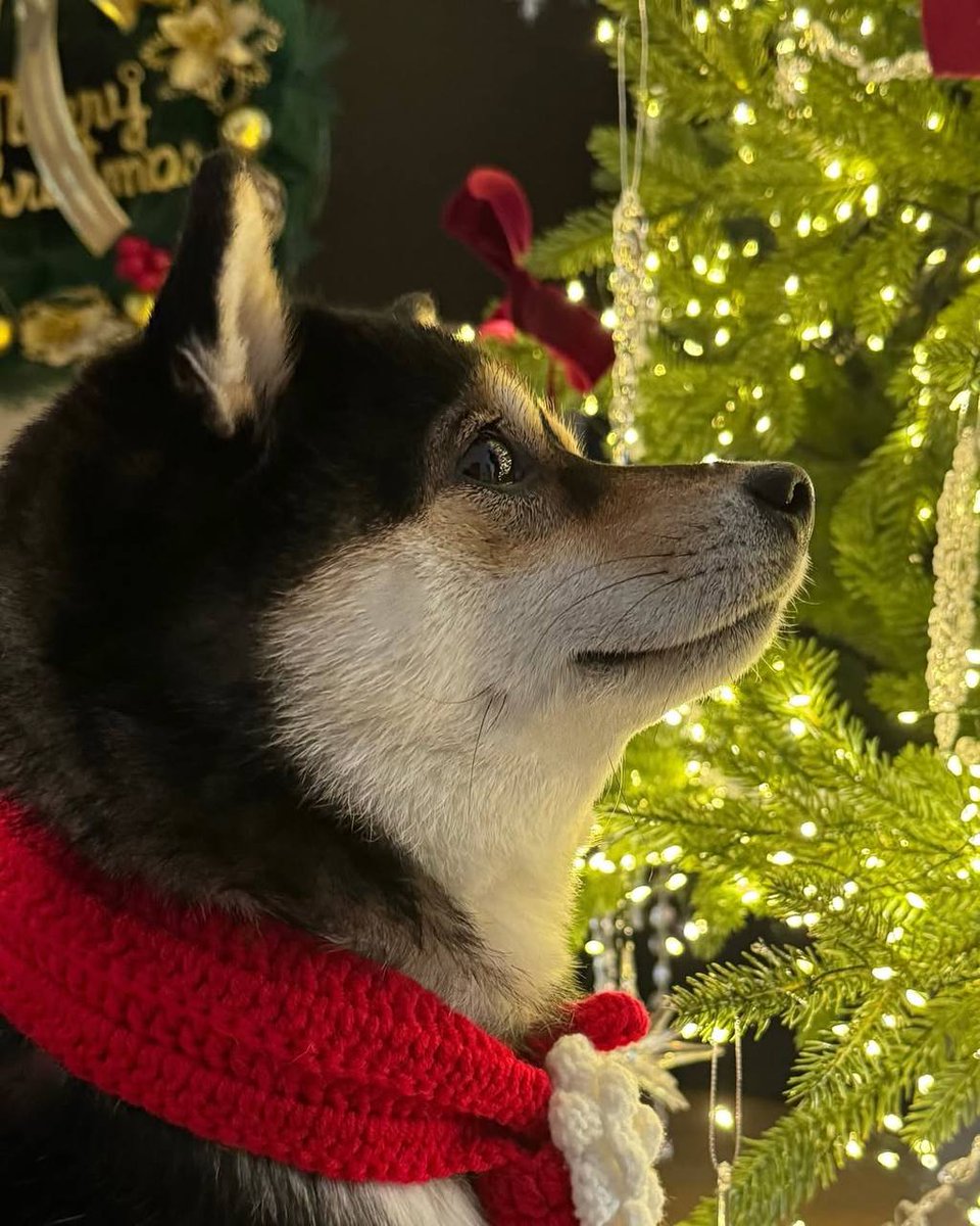 When you already know Santa’s bag is full of $MANYU 🎅🐾

#ManyuArmy $SHIB $DOGE #Binance