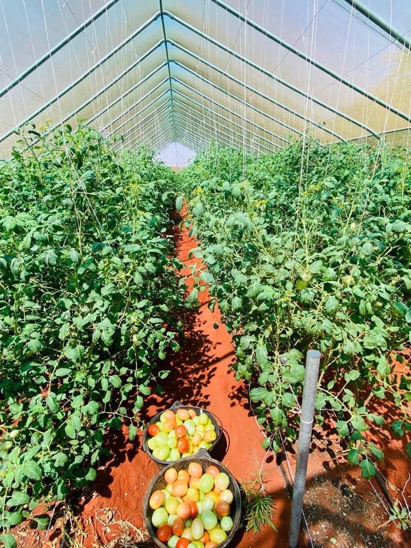 SDCSOM's tweet image. From challenge to breakthrough 🍅✨@SDCSOM agronomists tested and identified a tomato variety suited to local soil &amp;amp; climate, turning struggles into success. 

🎥 Stay tuned for our documentary on resilient farming solutions #SDC with thanks to @WFPSomalia 🙏
#JRP #FoodSecurity