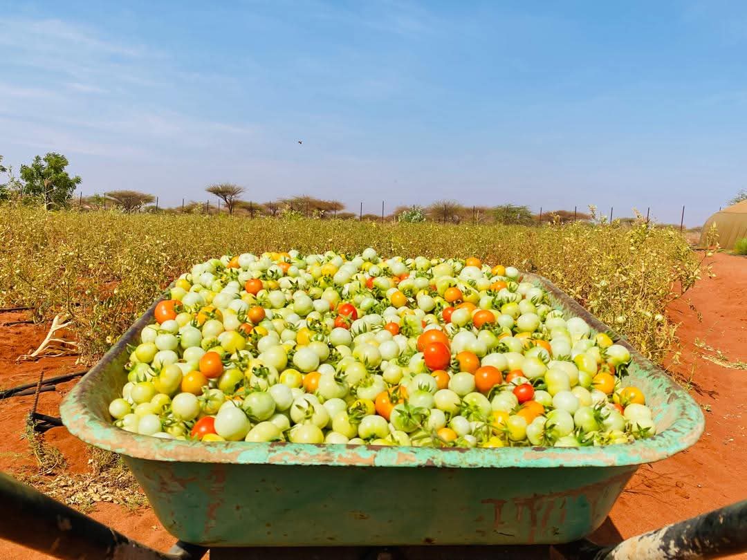SDCSOM's tweet image. From challenge to breakthrough 🍅✨@SDCSOM agronomists tested and identified a tomato variety suited to local soil &amp;amp; climate, turning struggles into success. 

🎥 Stay tuned for our documentary on resilient farming solutions #SDC with thanks to @WFPSomalia 🙏
#JRP #FoodSecurity
