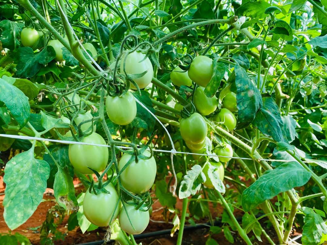 SDCSOM's tweet image. From challenge to breakthrough 🍅✨@SDCSOM agronomists tested and identified a tomato variety suited to local soil &amp;amp; climate, turning struggles into success. 

🎥 Stay tuned for our documentary on resilient farming solutions #SDC with thanks to @WFPSomalia 🙏
#JRP #FoodSecurity
