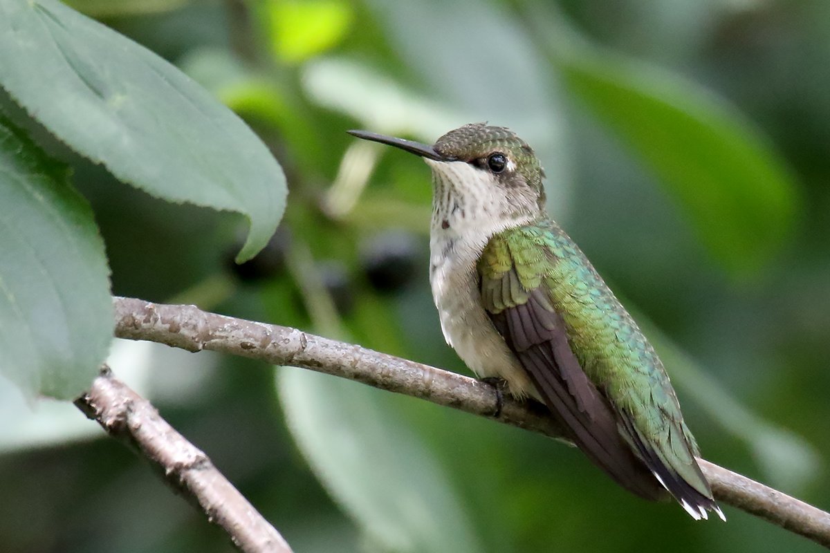 U.S. Fish and Wildlife Service tweet media