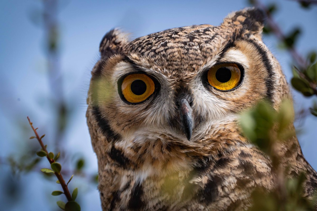 El camuflaje hasta en los párpados.
Tucúquere (ex Ñacurutú). 
Santa Cruz, Argentina.