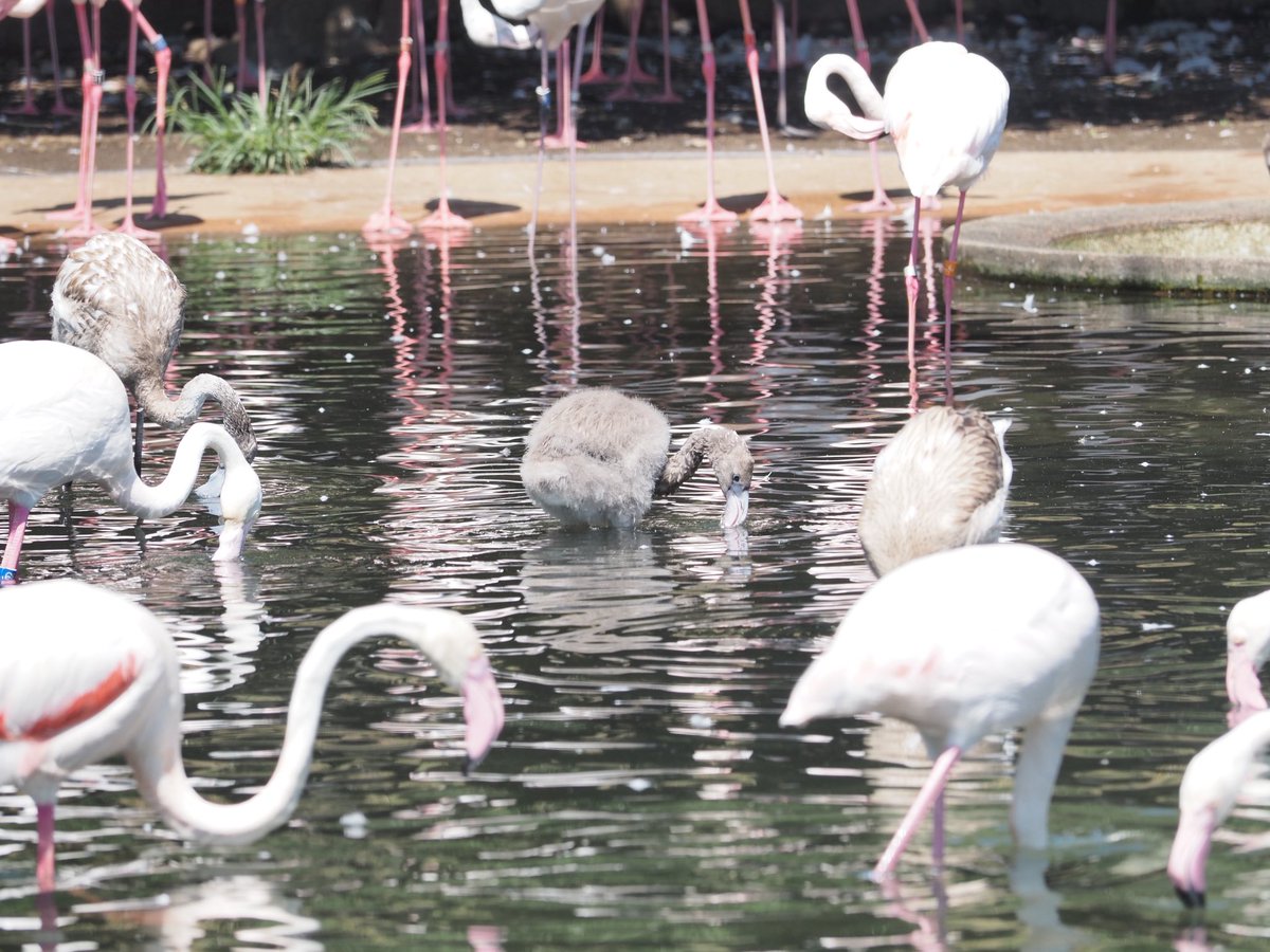 フラミンゴの赤ちゃんの
ふわふわボディ

#多摩動物公園 #ヨーロッパフラミンゴ