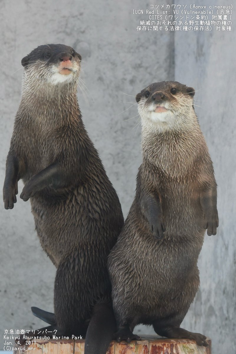 カワウソ様 これでもかくれんぼしてるつもり