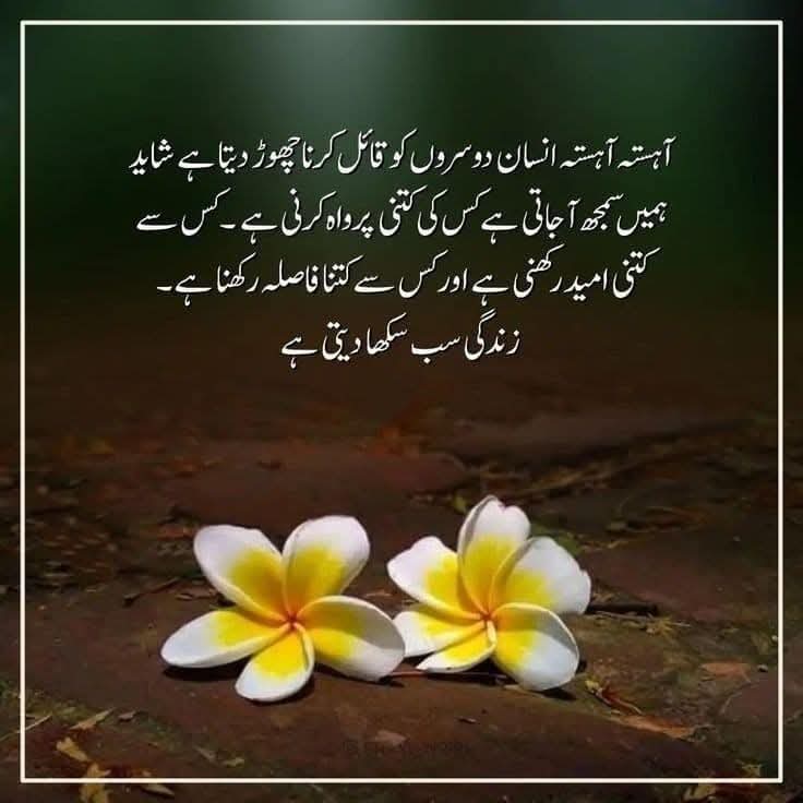 shagufta tweet media