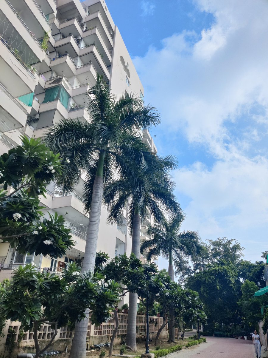 Beautiful blue sky days. Rare for Gurgaon. Will miss them October - February #RainySeason #blueskies #cleanair #gurgaon