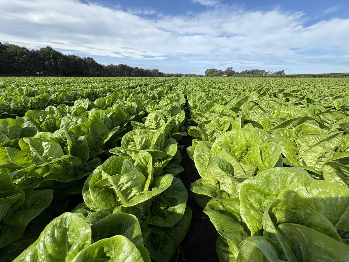 Agronomysilvers's tweet photo. Beneficials helping with the fight against aphids here in Lancashire 🐞 @AgriiUK #aphidpressure #beneficials #lettuce #romaine https://t.co/pAJMZL4JeR