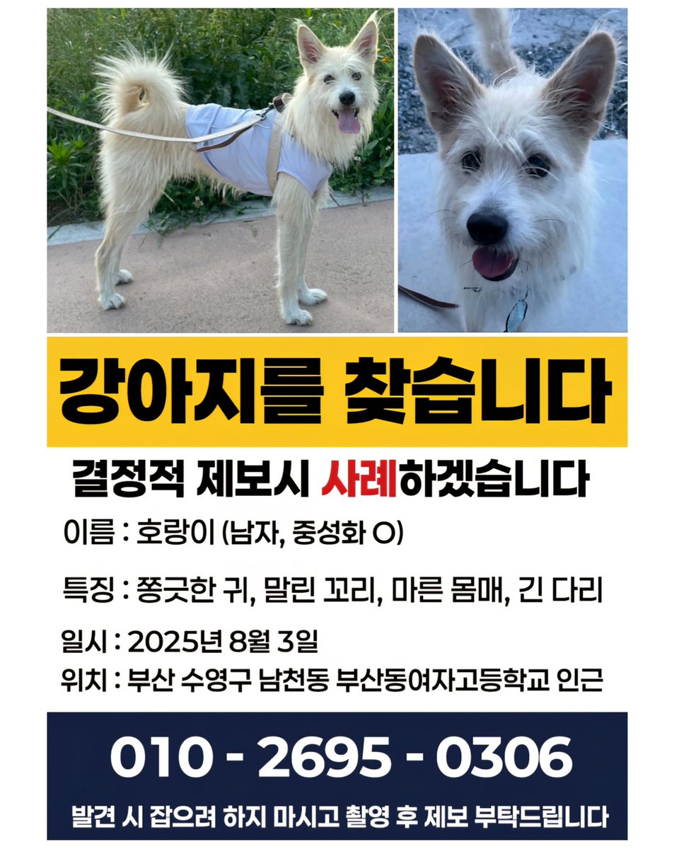 everycaturday's tweet photo. RT 부탁드립니다🙏
#호랑이찾아요 #호랑아돌아와
호랑이 보호자님이 애타게 찾고 있어요. 호랑이가 하루빨리 엄마 품으로 돌아올 수 있게 널리 퍼트려주세요🙏
✨특이사항:
•목줄·하네스 X 내장칩 O
•자동차를 무서워하지 않음 https://t.co/cSKqRS716O