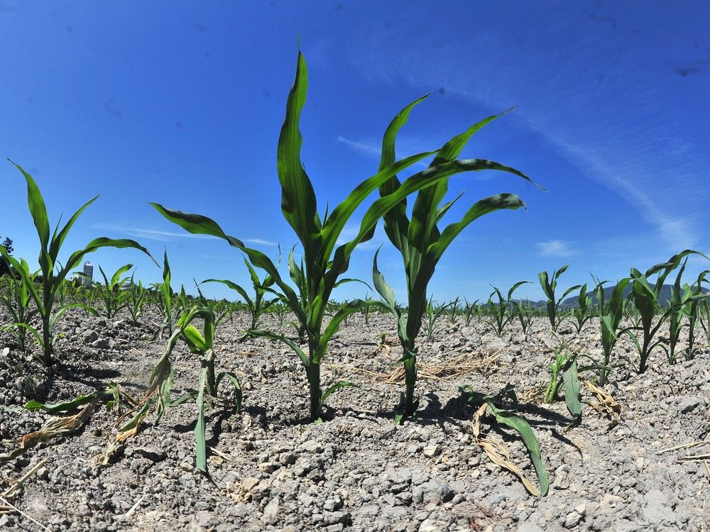 I spent twenty years growing vegetables commercially for the good people of this country.

The weather got exponentially worse, e.g., 7 weeks of rain everyday; 12 weeks with no rain, and so on. I know what is going to happen - not because of these particularly bad years, but