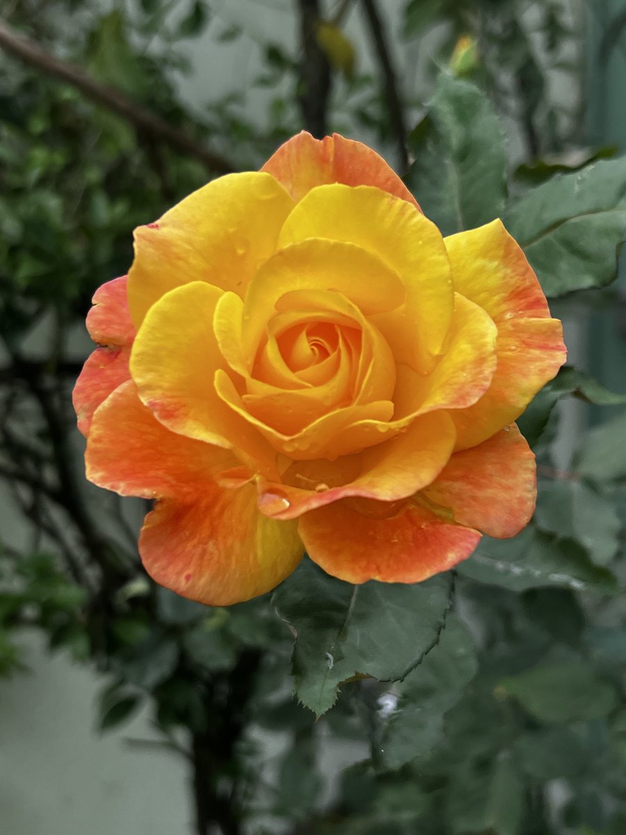 César Moheno (@cesar_moheno) on Twitter photo 