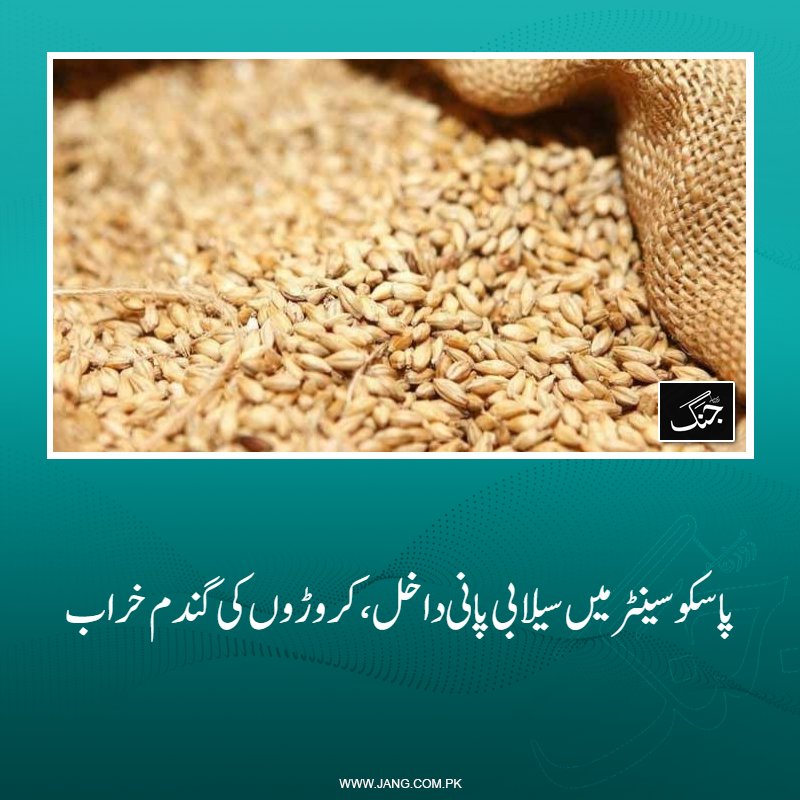 jang_akhbar's tweet photo. مظفر گڑھ میں سیلابی پانی پاکستان ایگریکلچرل اسٹوریج اینڈ سروس کارپوریشن لمیٹڈ (پاسکو) کے  سینٹر میں داخل ہوگیا۔
تفصیلات جانیے: https://t.co/J5lgxtO6Rl
#DailyJang #Flood #Passco #Wheat https://t.co/csktsEodA5