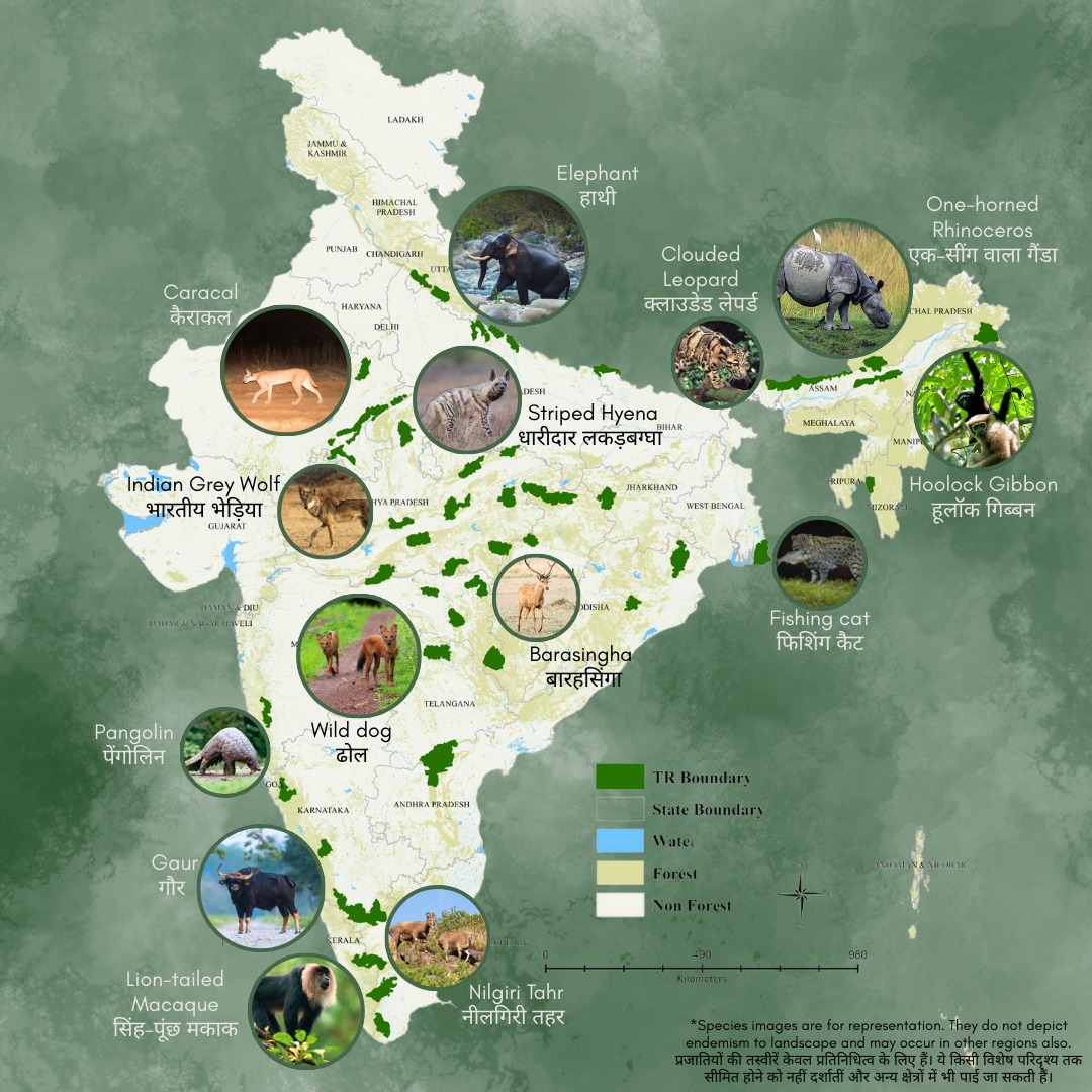 Tiger reserves aren’t just about tigers. These shared, protected landscapes shelter a stunning diversity of mammals - from leopards and elephants to small carnivores and ungulates - creating thriving ecosystems where wildlife flourishes together.

बाघ अभयारण्‍य केवल बाघों तक