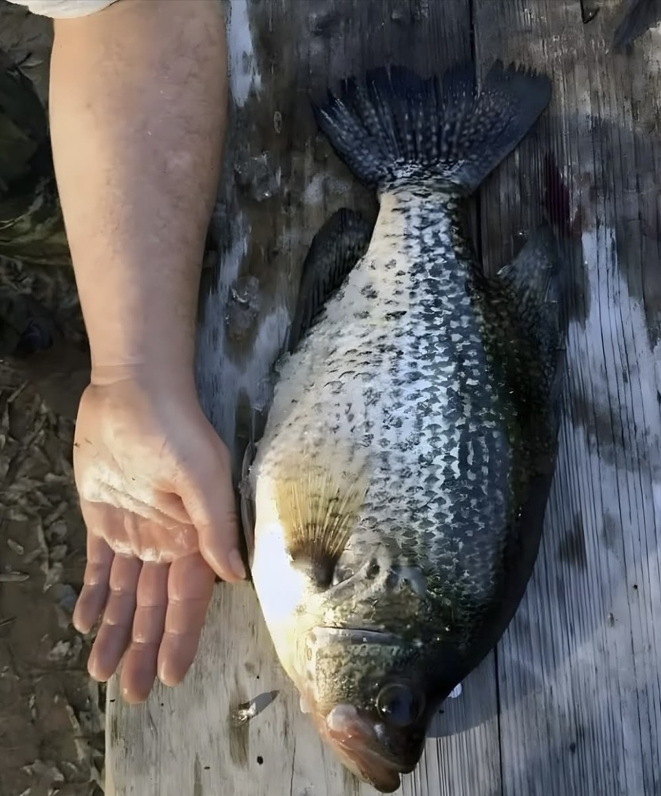 Incredible 5 pound, 21 inch crappie that was recently caught in Ohio. 

📸DM for credit

#TheReelLife #fish #fishing #crappie #crappiefishing #panfish #slab #panfishing