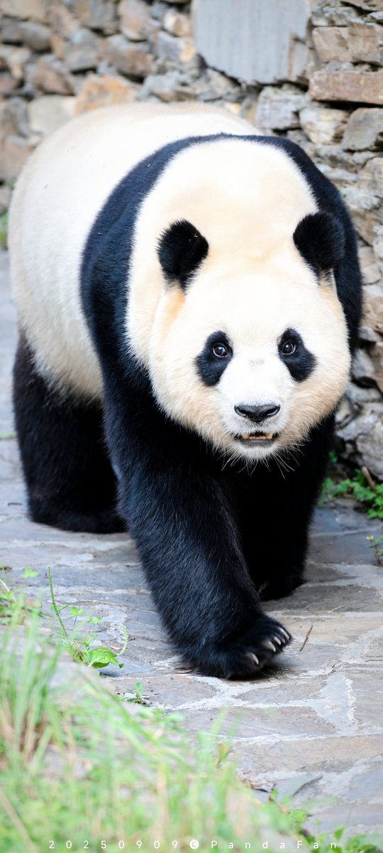 ⭐︎シャンシャンです、5本⭐︎ CATEGORY シャンシャン | パンダ編集班オンラインショップ