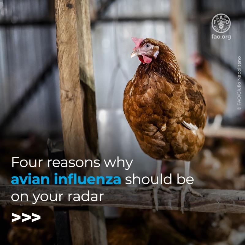 FAO's tweet photo. Avian influenza is a global concern.
 
@FAO is working with countries to monitor, prevent and respond to this serious threat to animal and human health, food security and livelihoods.
 
Here are four reasons why it should be on your radar.
 
#HPAI #EpidemicPreparedness