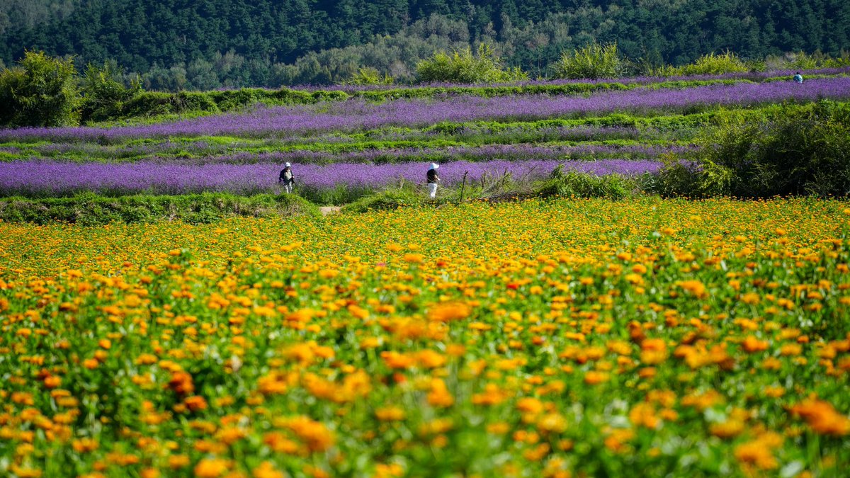 RossoneriHo's tweet photo. 到了追求花花草草的年龄 https://t.co/qWXLafbdGf