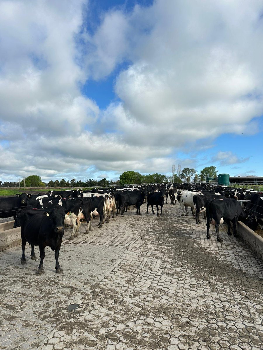 La semana pasada realizamos una muy buena gira con técnicos de Chile, viendo sistemas ganaderos y lecheros de nuestro país. 🐄🐂
Visitamos INIA la Estanzuela y predios comerciales.
¡Gracias a todos los que nos recibieron!