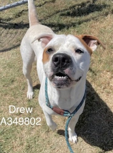 DREW #A349802 3YO 
HAS RESCUE INTEREST 🆘️ RUNNING OUT OF TIME 😭 ⌛️ 
Little angel DREW DESPERATELY needs pledges to pay for boarding if rescued!
Has few pledges 😭
He is absolutely adorable, RADIANT PERSONALITY ✨️ 
PLZ #ADOPT #FOSTER OR #PLEDGE FOR RESCUE ⛑️ #CORPUSCHRISTI