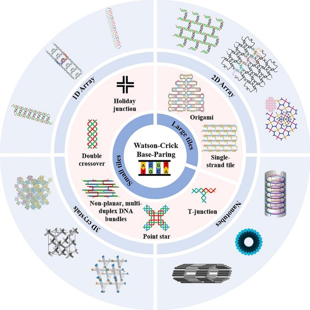 ADDReditors's tweet image. ADDR 50 days&apos; free access: Design principles for construction of DNA-based nanostructures.
By Chengde Mao &amp;amp; coworkers @PurdueChemistry
#DNAnanostructure
kwnsfk27.r.eu-west-1.awstrack.me/L0/https:%2F%2…