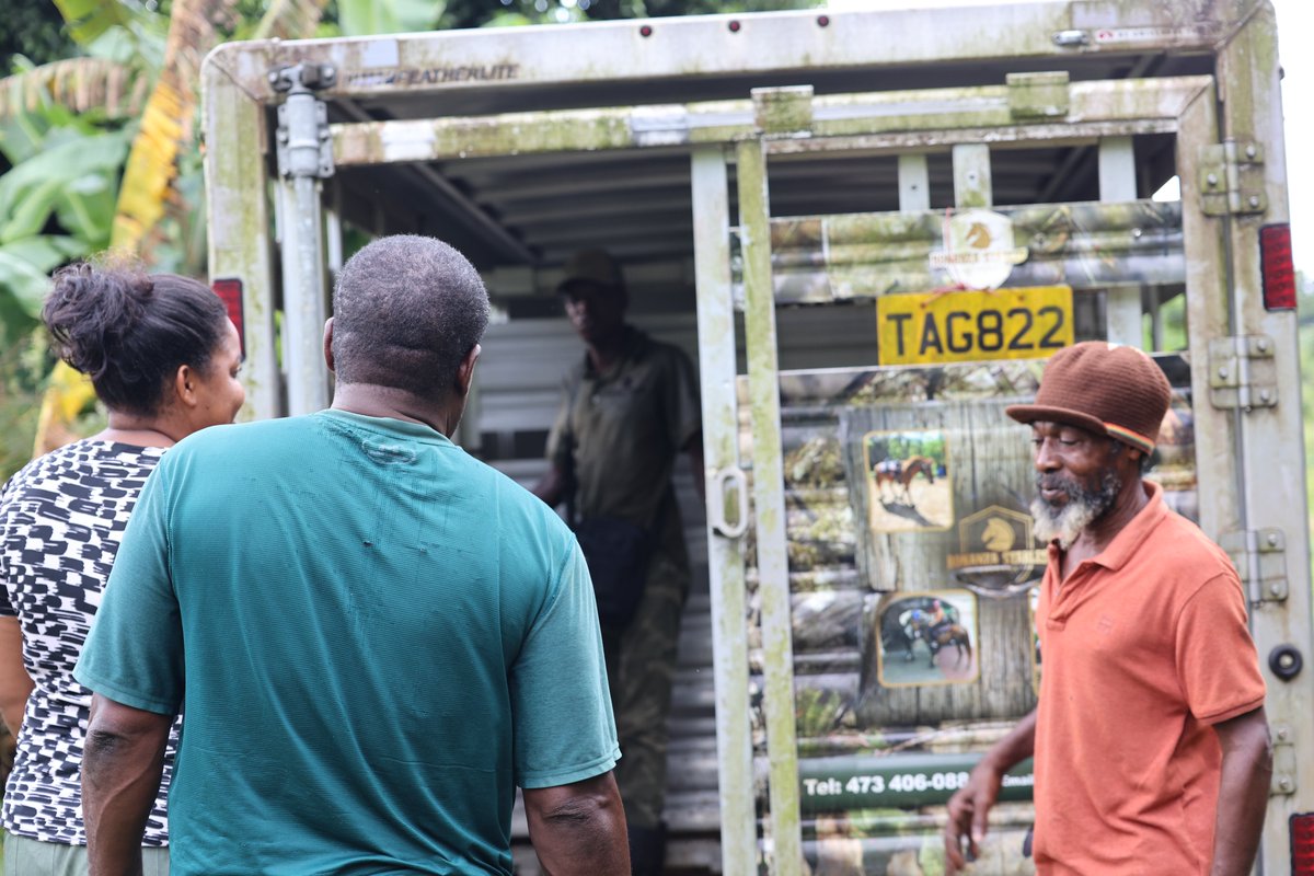 moagrenada's tweet photo. #DYK 🐖 As part of efforts to boost food security and build a self-sufficient agri-sector, the Ministry of Agriculture distributed high-quality boars to farming communities! 🐷
This initiative is part of the World Bank’s Food Security Enhancement Programme. https://t.co/9i0Pqo3ALw
