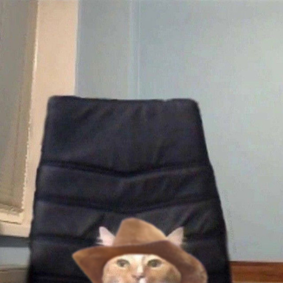 Cats And Cowboy Hats (@cowboycats) on Twitter photo 