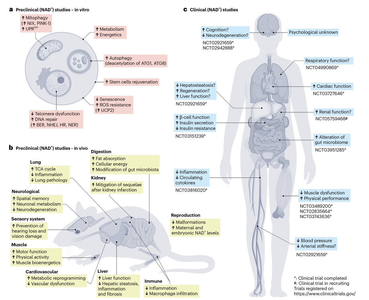 A review of the potential fo NAD+ supplementation which shows promise in animal experiments but:
"Until these [clinical trial] results are available, definitive conclusions regarding the efficacy and long term safety
of NAD+ boosting strategies remain premature."