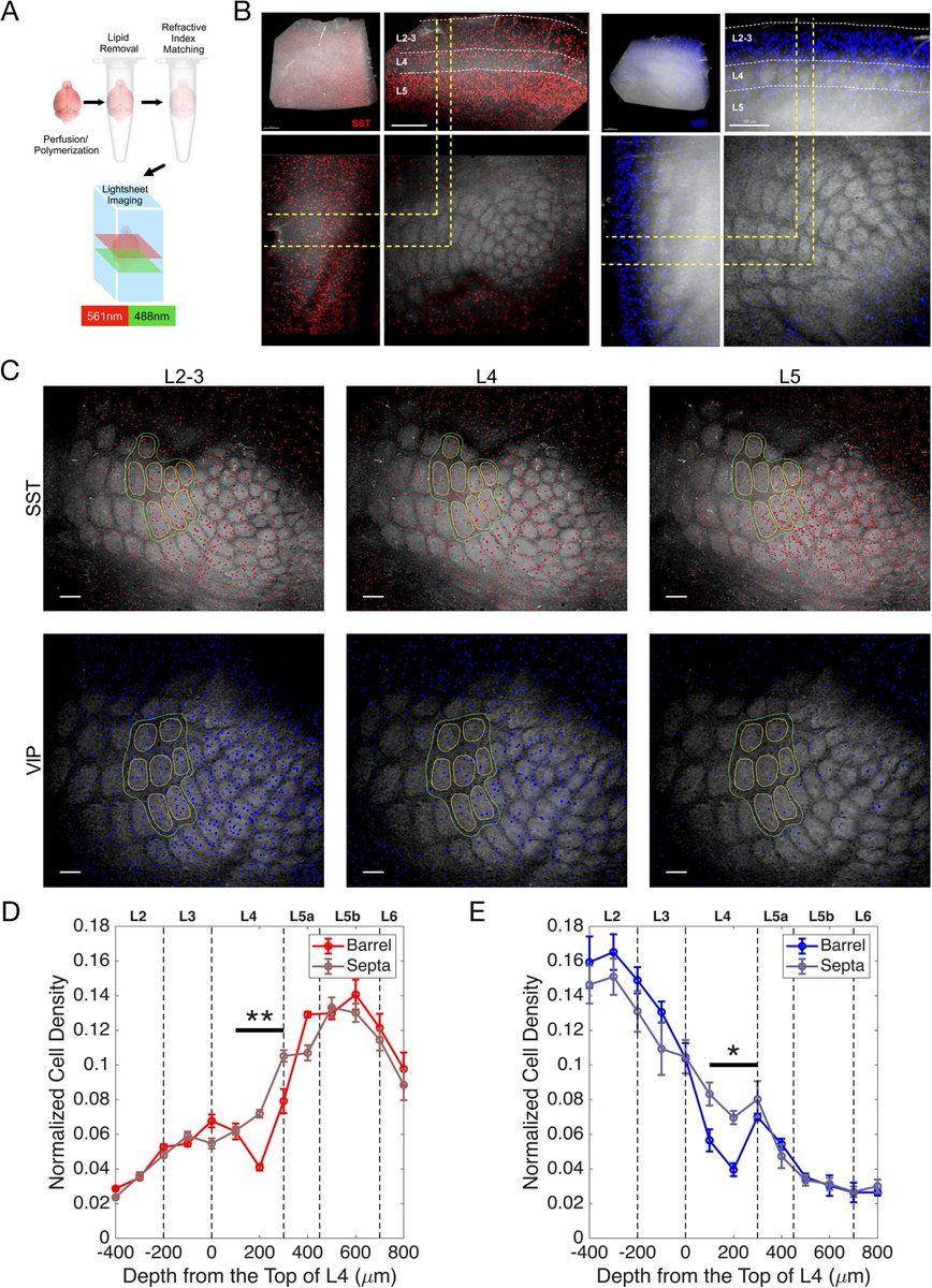 Research from Dr. Theofanis Karayannis shows how inhibitory circuits shape sensory processing in the mouse barrel cortex. Using NeuroNexus A8x8-100-200-177 probes, the team captured dynamics of integration vs. segregation. Read more: hubs.li/Q03HwbLy0