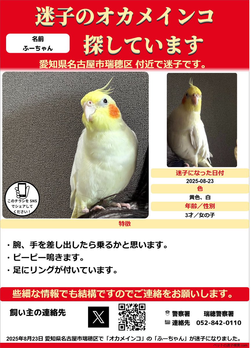 名古屋市でオカメインコを迷子にしてまいました🐥⸒⸒
3週間経ってしまったのでどこかで保護されてるかと思います。この子に限らず鳥を保護したらSNSでの呼び掛けや警察へ届けてあげてください🙏🏻🙏🏻ふーちゃん早く会おうね 
 #名古屋 #愛知県 #オカメインコ #迷子 #保護 #拡散希望