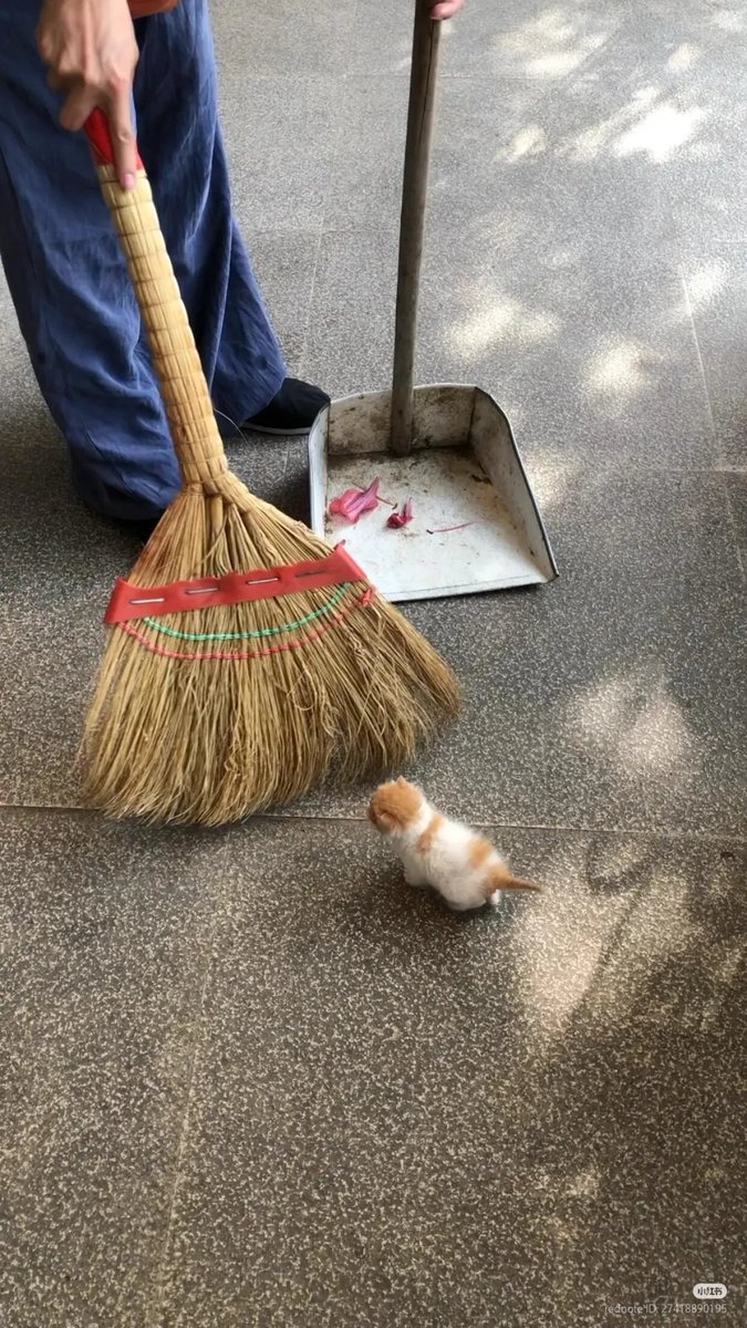 nocontextscats's tweet photo. super smol https://t.co/DUTRB5088Y
