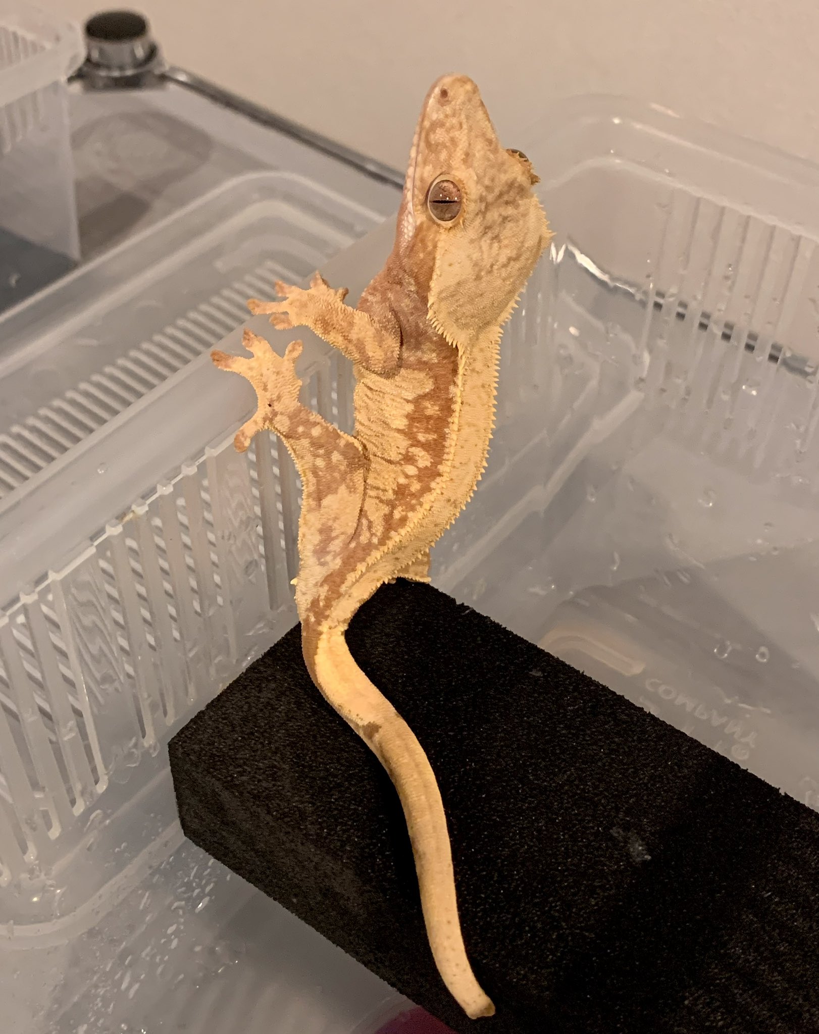 Buzzooヤモリん🦎カフェ☕✧ (最下蟲🃏公認サポーター.ʕ•̫͡•ʔ