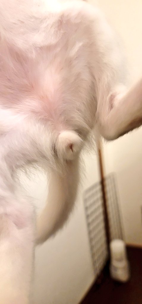 わんにゃーらんど (@Lily57World) / Posts / X