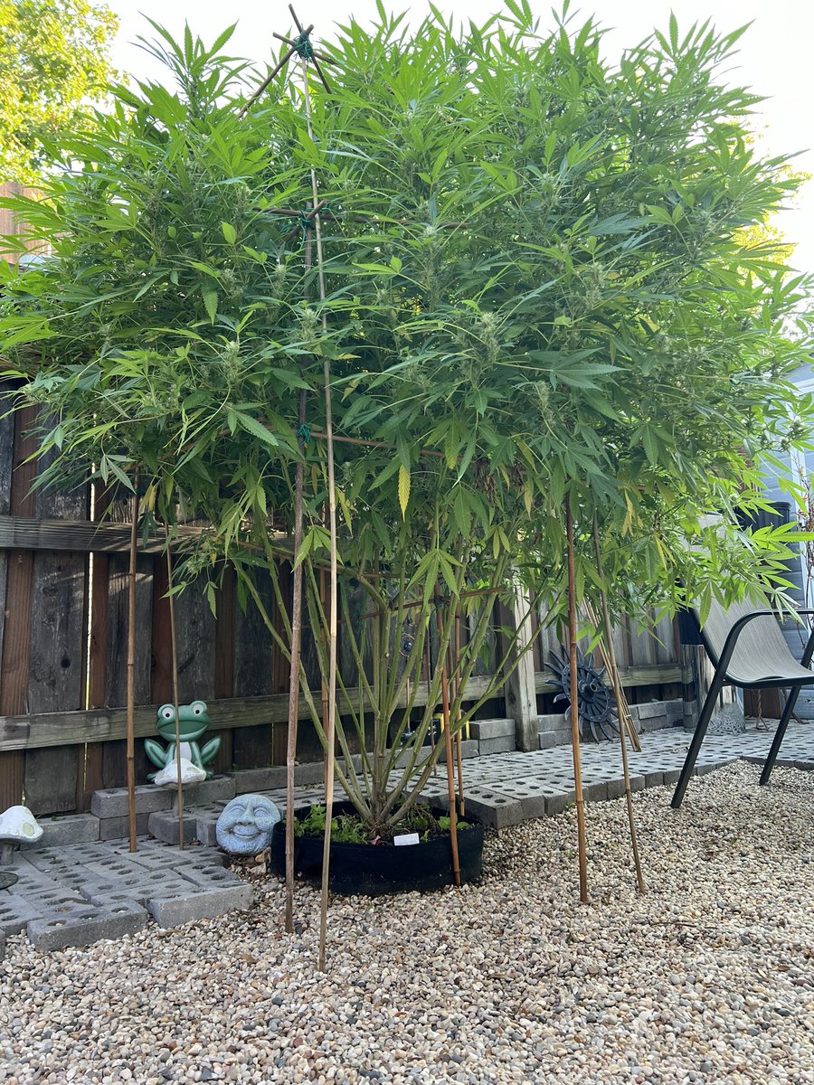 White Samson tweet media