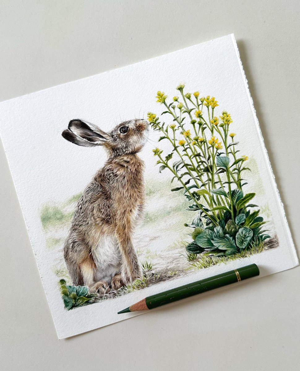 Original drawing and print pre-orders for this little one will be going live on my website later today!
She is still unnamed though - any clever title suggestions welcome! 💛