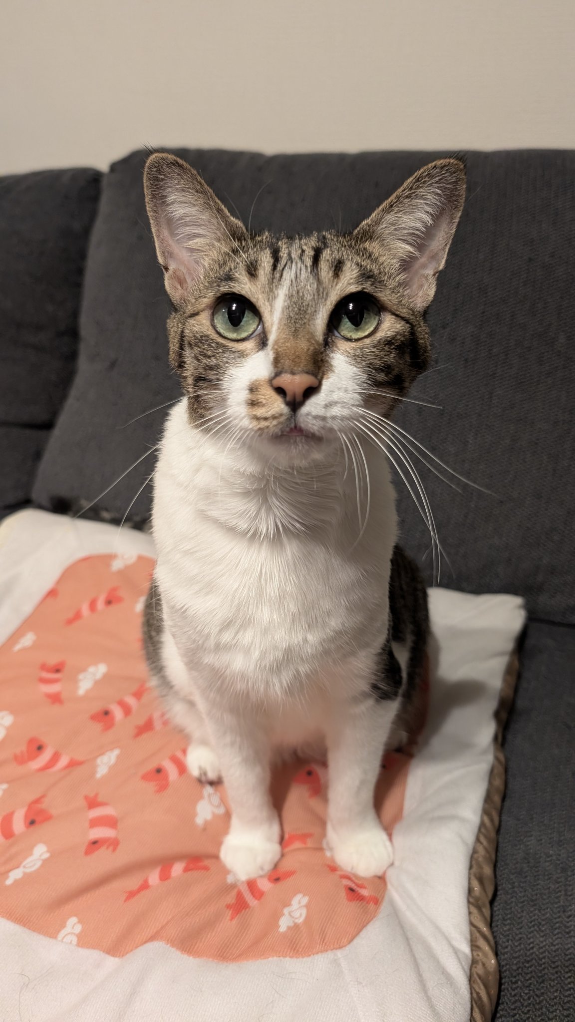 さっきー AIR MAX 95 SC - スニーカーショップSKIT