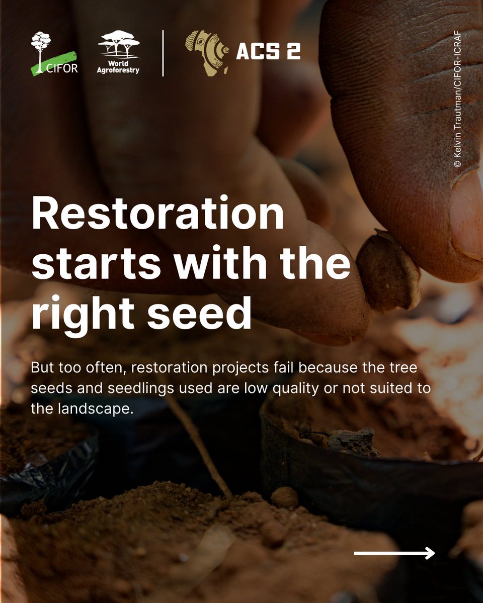 CIFOR_ICRAF's tweet image. 🌱 Restoration starts with the right seed.
CIFOR-ICRAF is leading the Quality Tree Seed Transformative Partnership Platform (TPP), a global effort to ensure access to high-quality, diverse, and locally appropriate seeds and seedlings.
Learn more about the TPP:🔗…