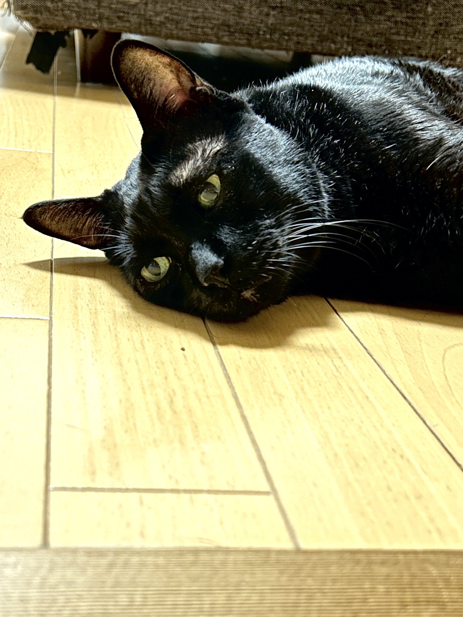 黒猫さま専用 猫ぬいぐるみ「ねこにゃCE」黒猫 【受注製作】 ぬいぐるみ