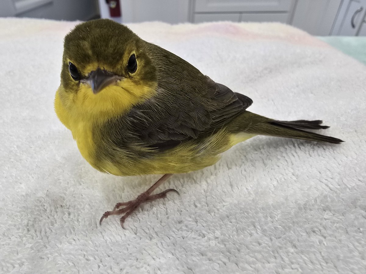 This immature Kentucky Warbler was rescued down with impact related head trauma at BodyZone Key West and brought to our center early this morning. The migratory traveler is recovering in our clinic now. keywestwildlifecenter.org