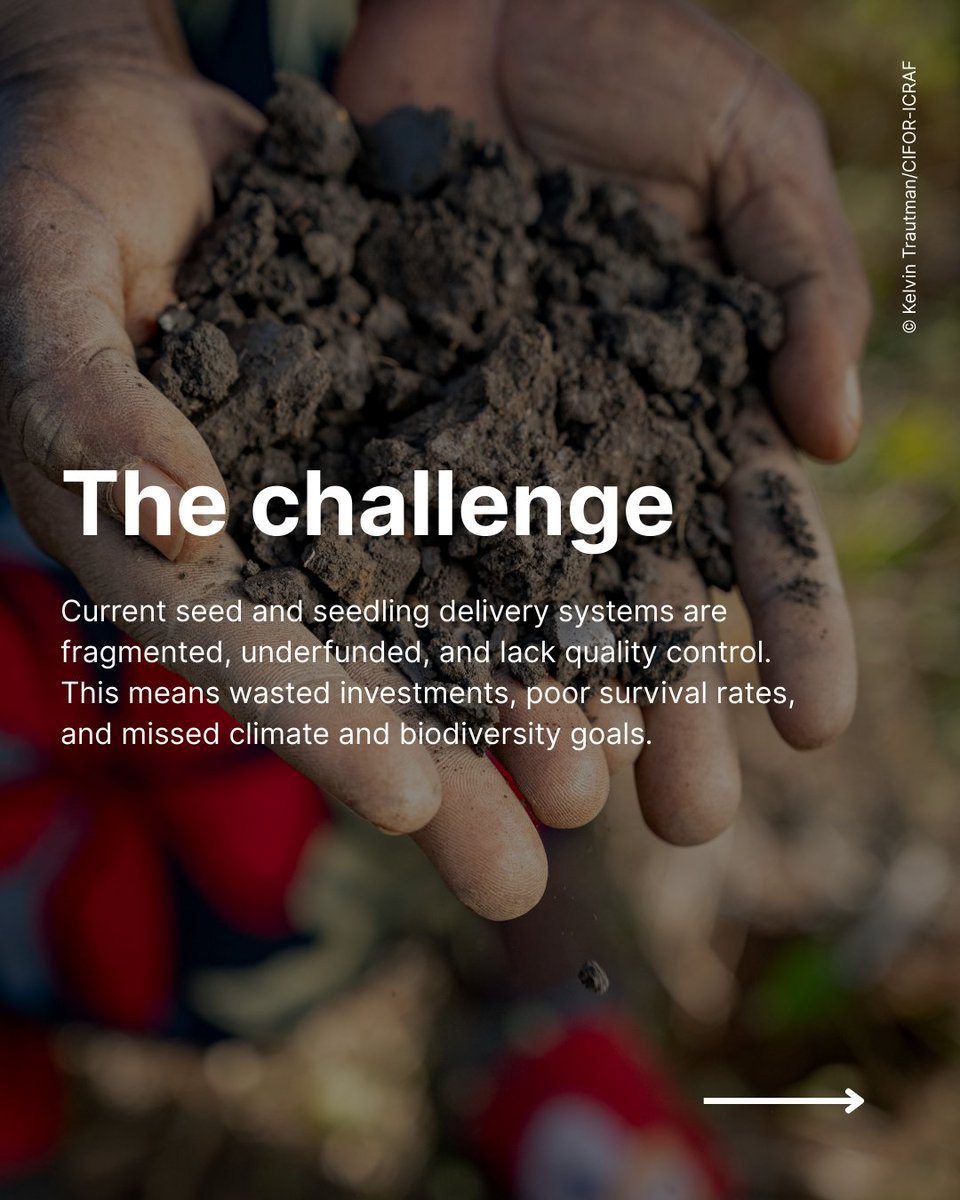 CIFOR_ICRAF's tweet image. 🌱 Restoration starts with the right seed.
CIFOR-ICRAF is leading the Quality Tree Seed Transformative Partnership Platform (TPP), a global effort to ensure access to high-quality, diverse, and locally appropriate seeds and seedlings.
Learn more about the TPP:🔗…