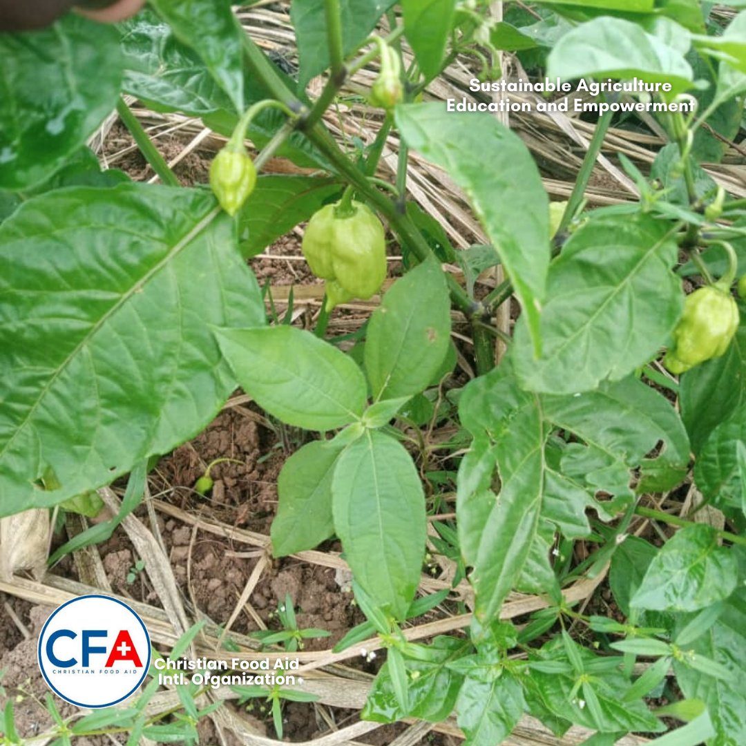 CFA_Intl's tweet image. Yesterday, we harvested another round of ripe tomatoes and gave our well-watered garden some love by watering the vegetables.

And guess what? We spotted fresh Habanero peppers coming to life on the plants.🥰
#SAEEProject #ChristianFoodAid  #SamaritansPurse #NoOneGoesToBedHungry