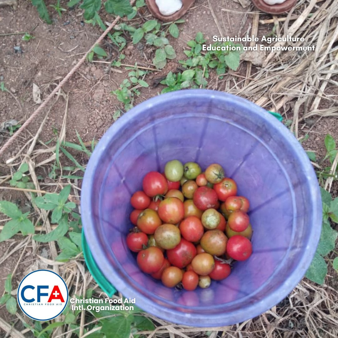 CFA_Intl's tweet image. Yesterday, we harvested another round of ripe tomatoes and gave our well-watered garden some love by watering the vegetables.

And guess what? We spotted fresh Habanero peppers coming to life on the plants.🥰
#SAEEProject #ChristianFoodAid  #SamaritansPurse #NoOneGoesToBedHungry