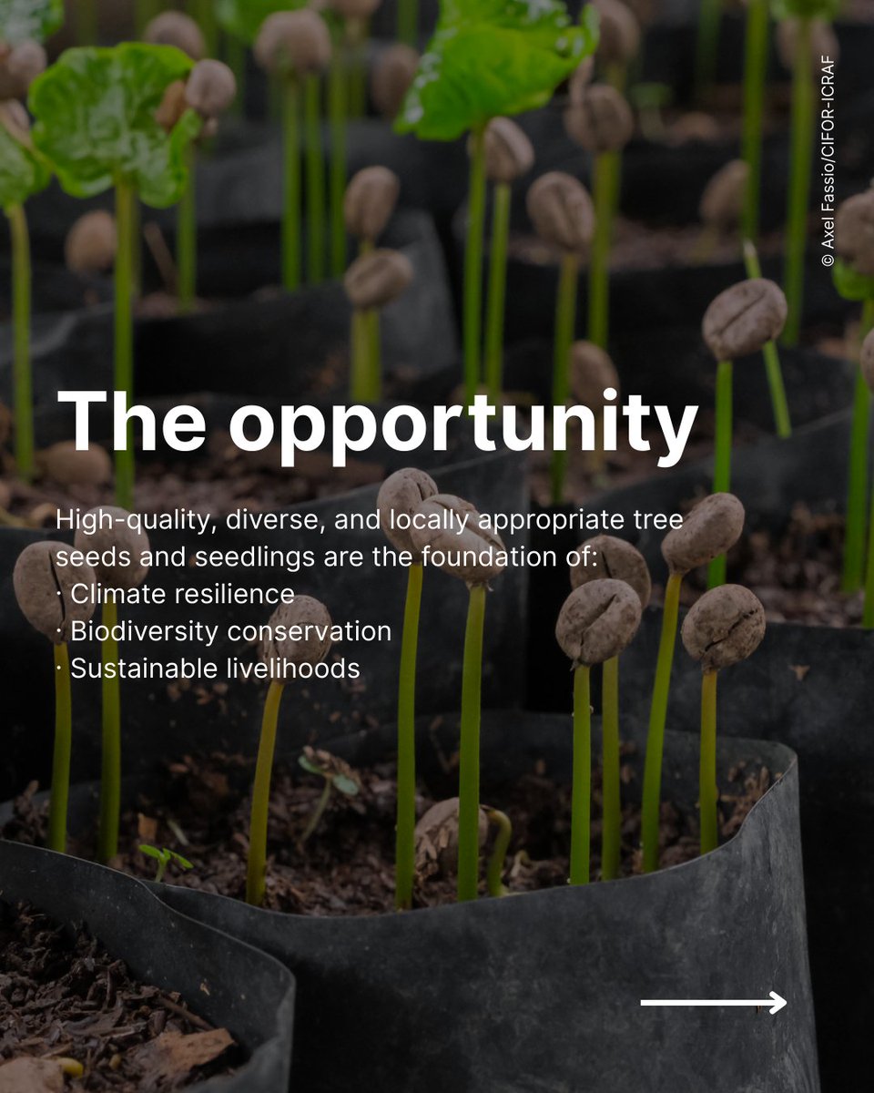 CIFOR_ICRAF's tweet image. 🌱 Restoration starts with the right seed.
CIFOR-ICRAF is leading the Quality Tree Seed Transformative Partnership Platform (TPP), a global effort to ensure access to high-quality, diverse, and locally appropriate seeds and seedlings.
Learn more about the TPP:🔗…